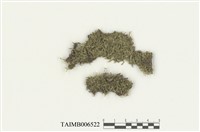 藏品(平葉異萼蘚)的圖片